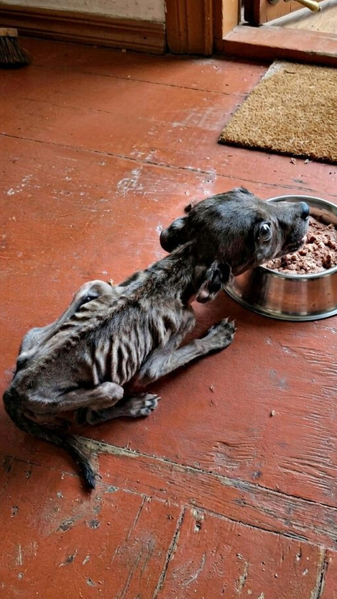 A Couple’s Choice to Stop Transforms a Puppy’s Fate