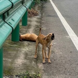 Puppy Guards His Deceased Mother on Busy Highway Until Rescue