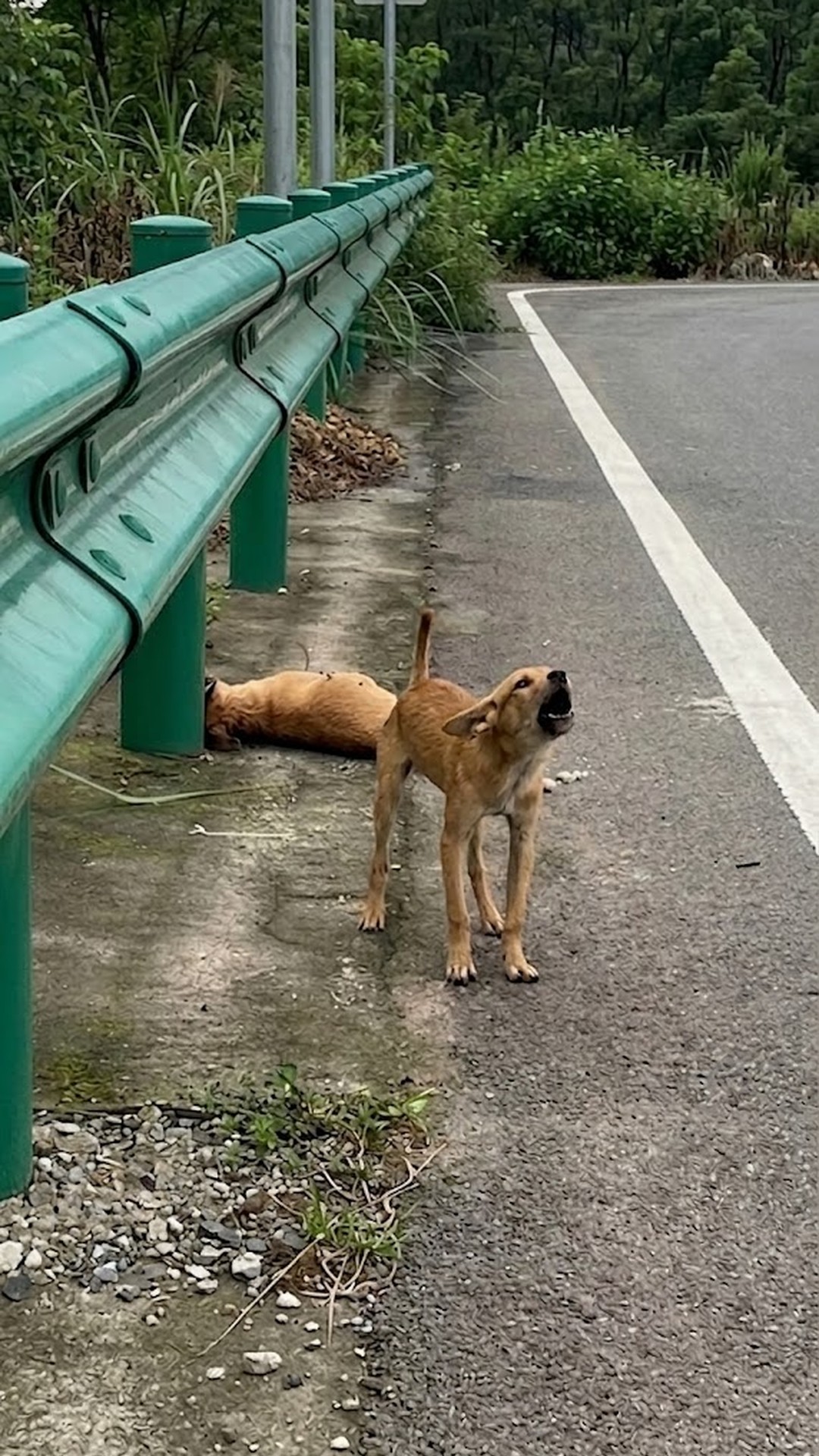 Puppy Guards His Deceased Mother on Busy Highway Until Rescue