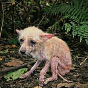 Rescuers Discover Hope, a Small Dog Abandoned in the Woods