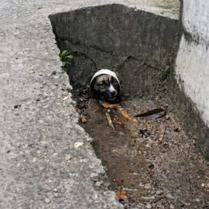 Rescue Team Finds Four Puppies Trapped in a Water Pipe