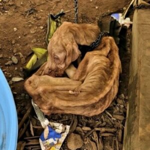 Rescuers Discover Ternura, a Pit Bull in Desperate Need of Help