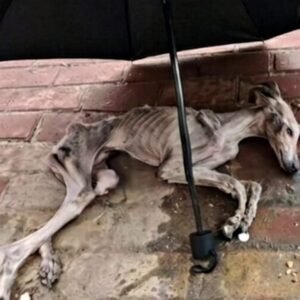 An Underweight Dog Takes His First Step After a Long Battle