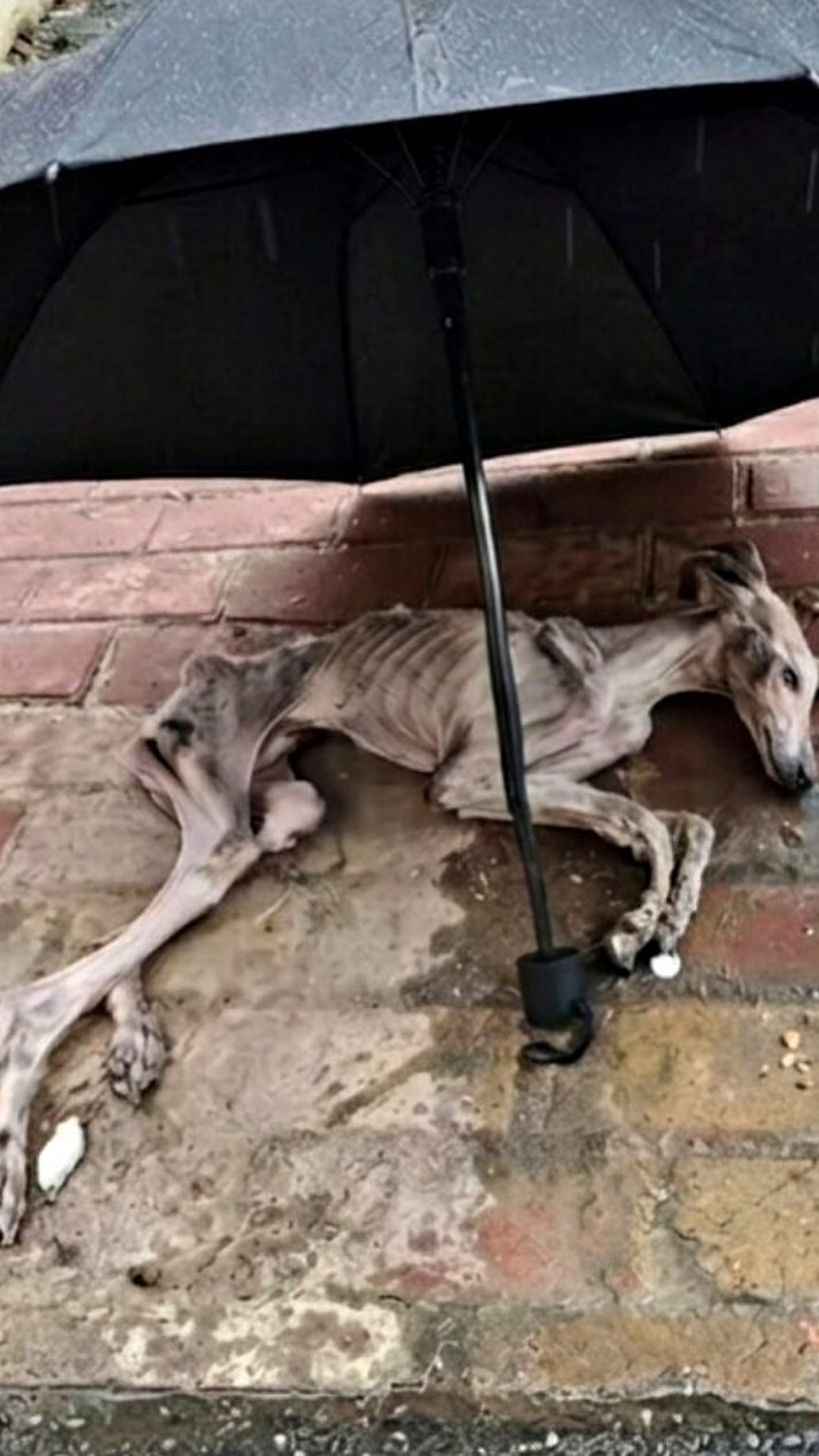 An Underweight Dog Takes His First Step After a Long Battle