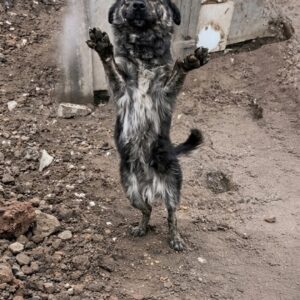 Rummi's Remarkable Recovery After Being Rescued from Chained Isolation