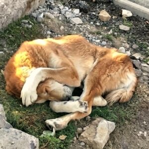 Dog Who Waited Months Outside Closed Gate Achieves Remarkable Recovery
