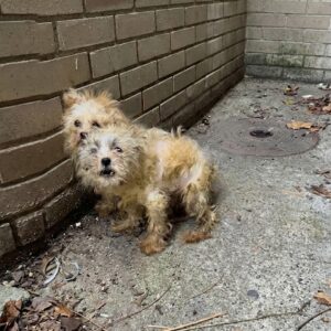 Two Sisters Overcome Trauma Together After Abandonment and Surgery
