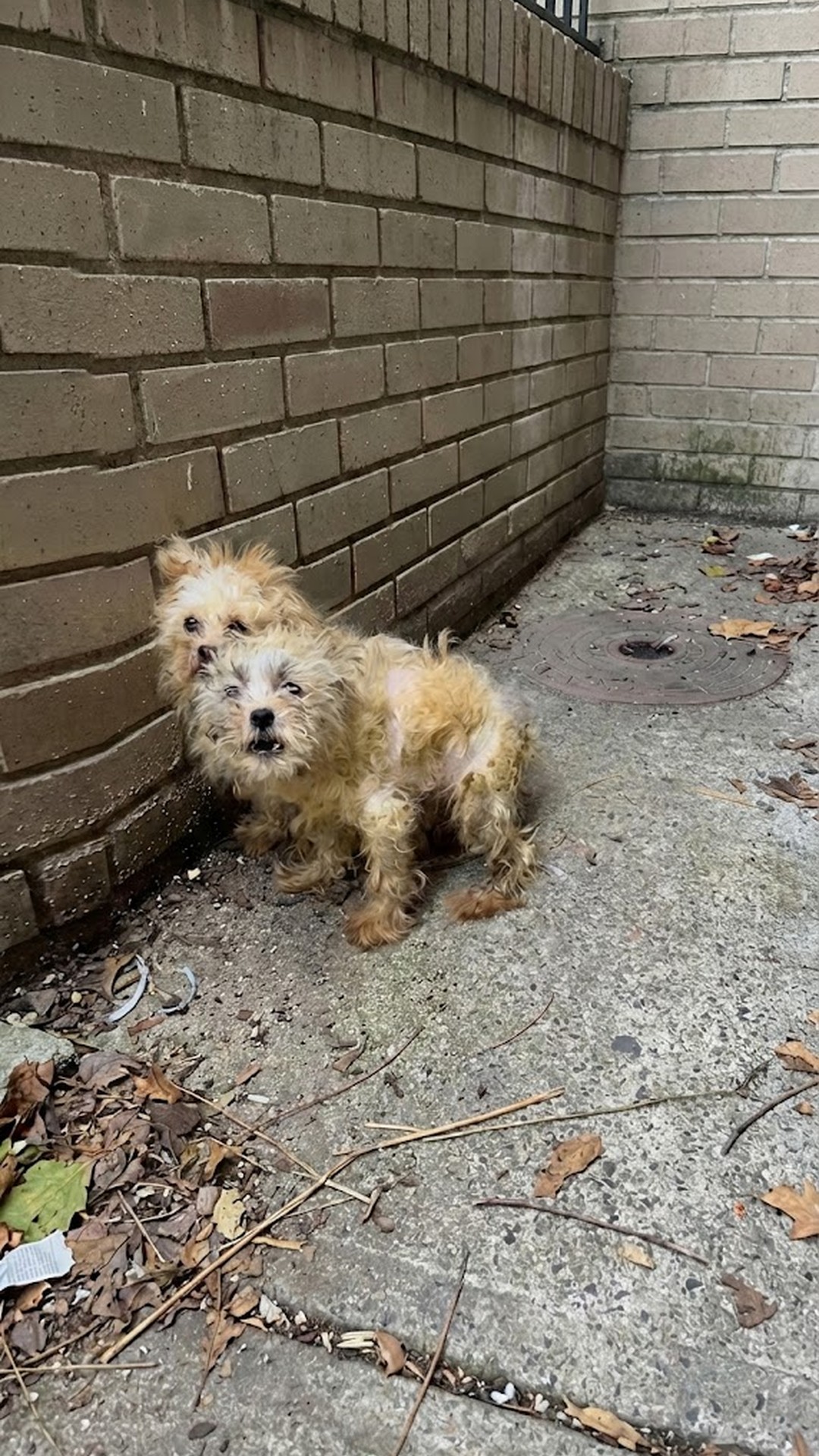 Two Sisters Overcome Trauma Together After Abandonment and Surgery
