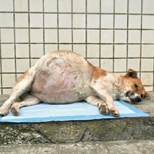 Three Months of Care Transform a Young Stray Dog's Life