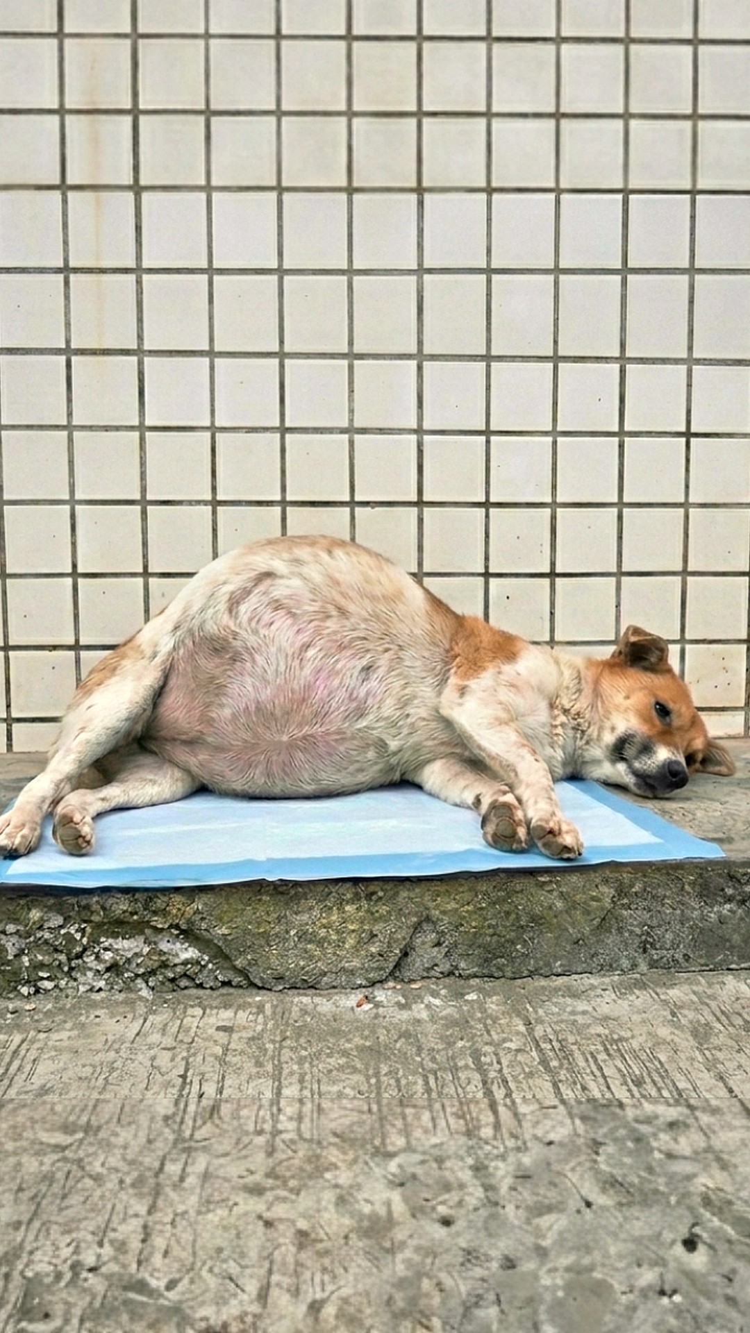 Three Months of Care Transform a Young Stray Dog's Life