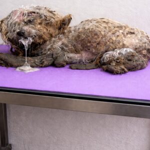 Buried Beneath Layers of Neglect, Two Dogs Discover Life Again