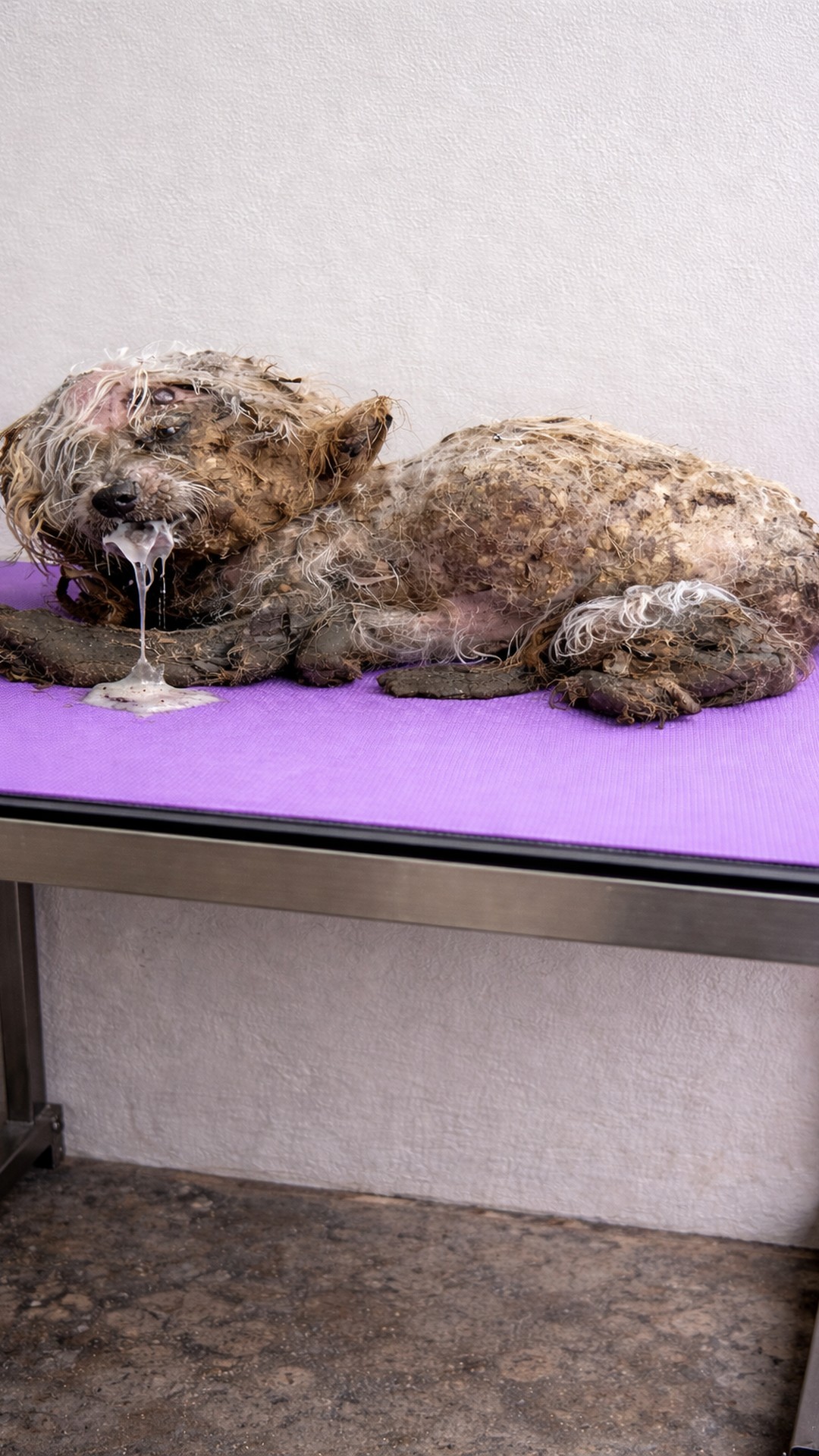Buried Beneath Layers of Neglect, Two Dogs Discover Life Again