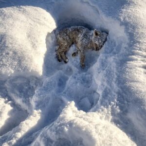 Rescue from the Snow: A Dog's Fight for Survival