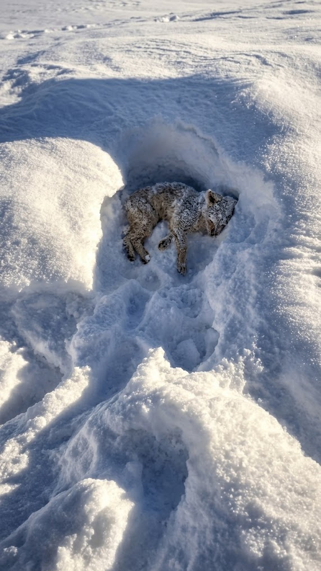 Rescue from the Snow: A Dog's Fight for Survival