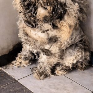 Rescuers Reveal a Hidden Dog Beneath Layers of Tangled Fur