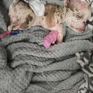 Rescue Team Finds Severely Impaired Puppy Alone on Metal Grate