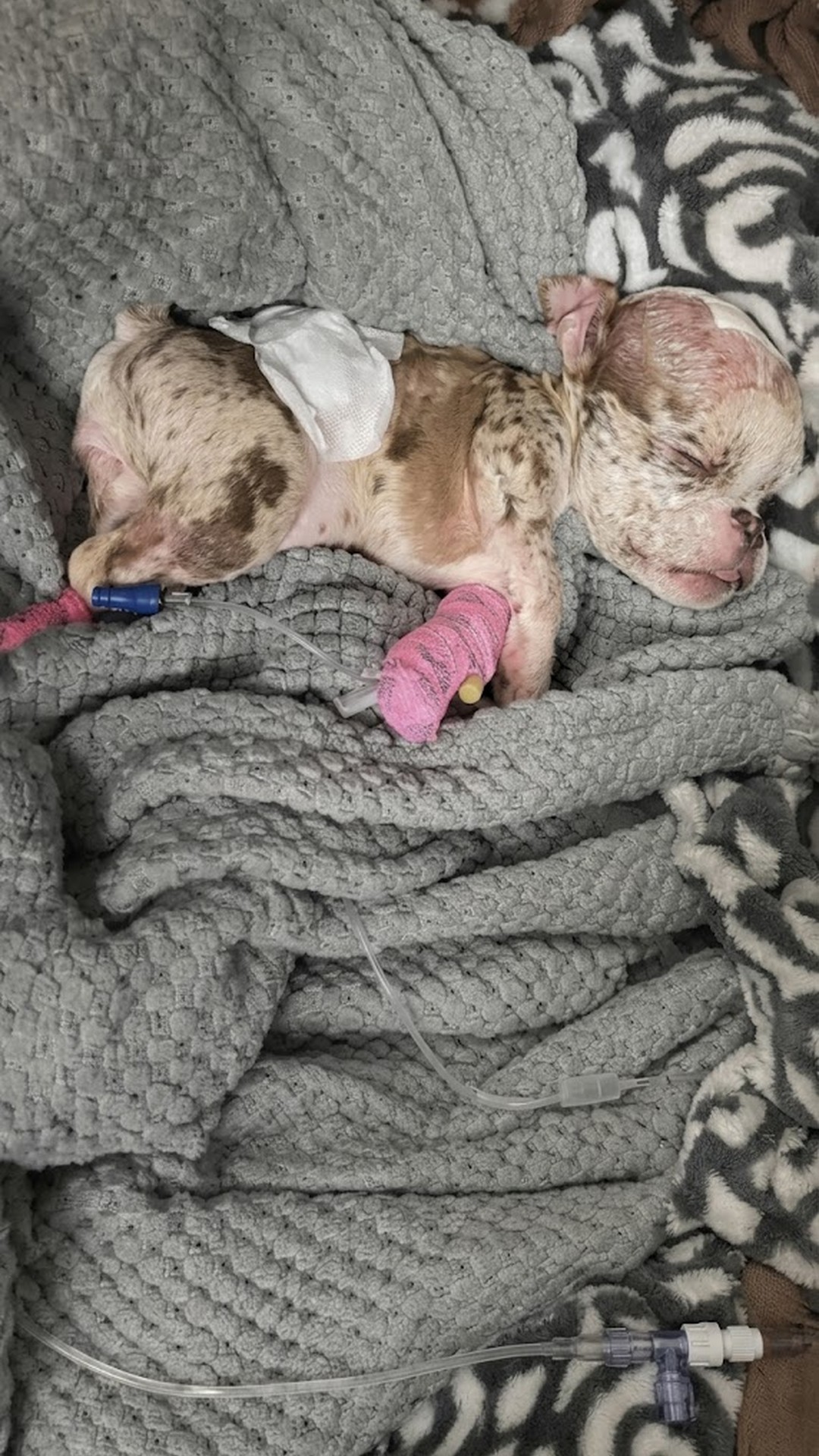 Rescue Team Finds Severely Impaired Puppy Alone on Metal Grate