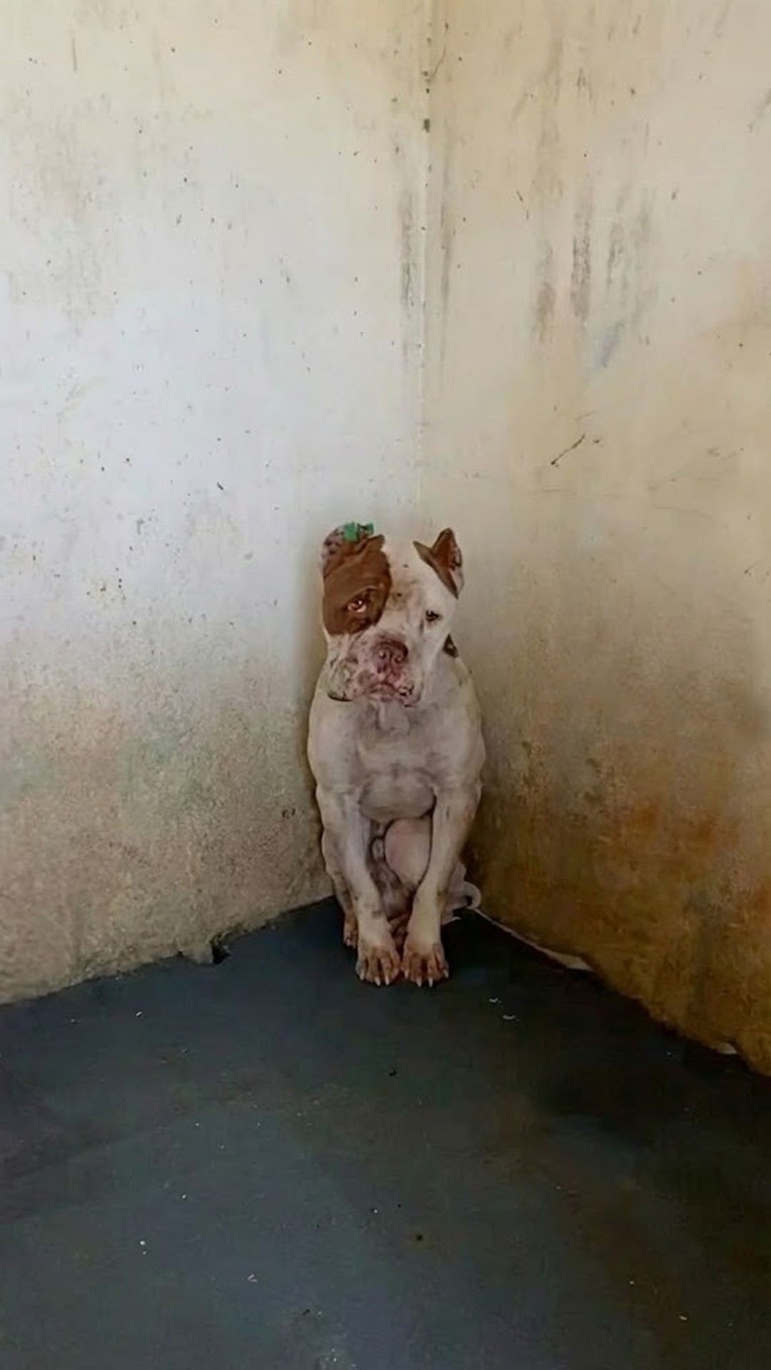 Rescue Team Finds Ozgur Living in Isolation and Longing for Care