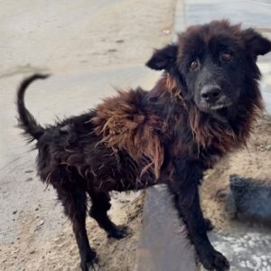 Senior Dog's Gentle Tail Wag Captures Heart During Rescue