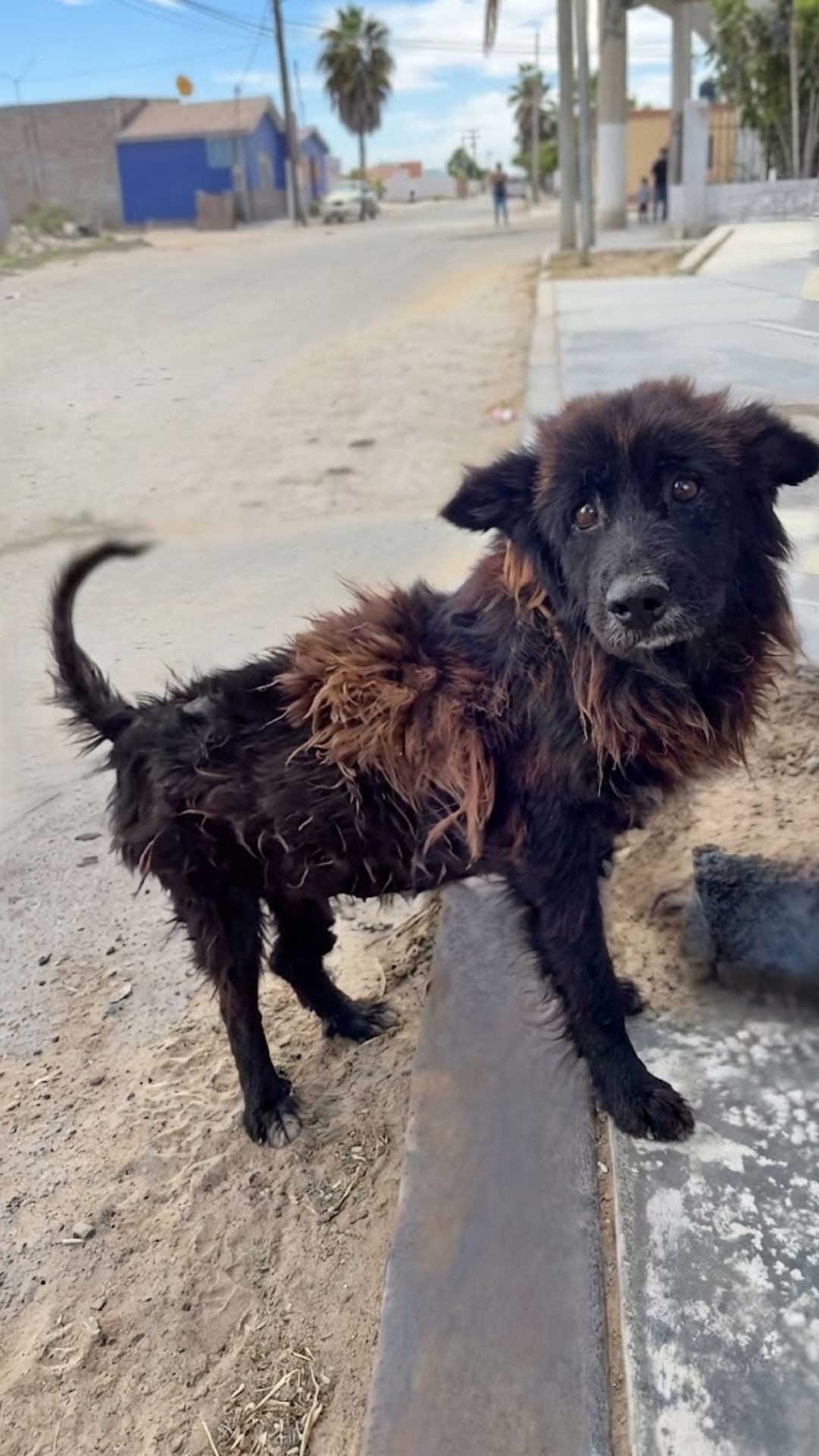 Senior Dog's Gentle Tail Wag Captures Heart During Rescue