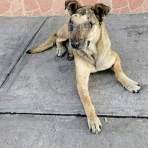 Rescue of Jaqui: Abandoned Dog Overcomes Severe Illness and Finds Love