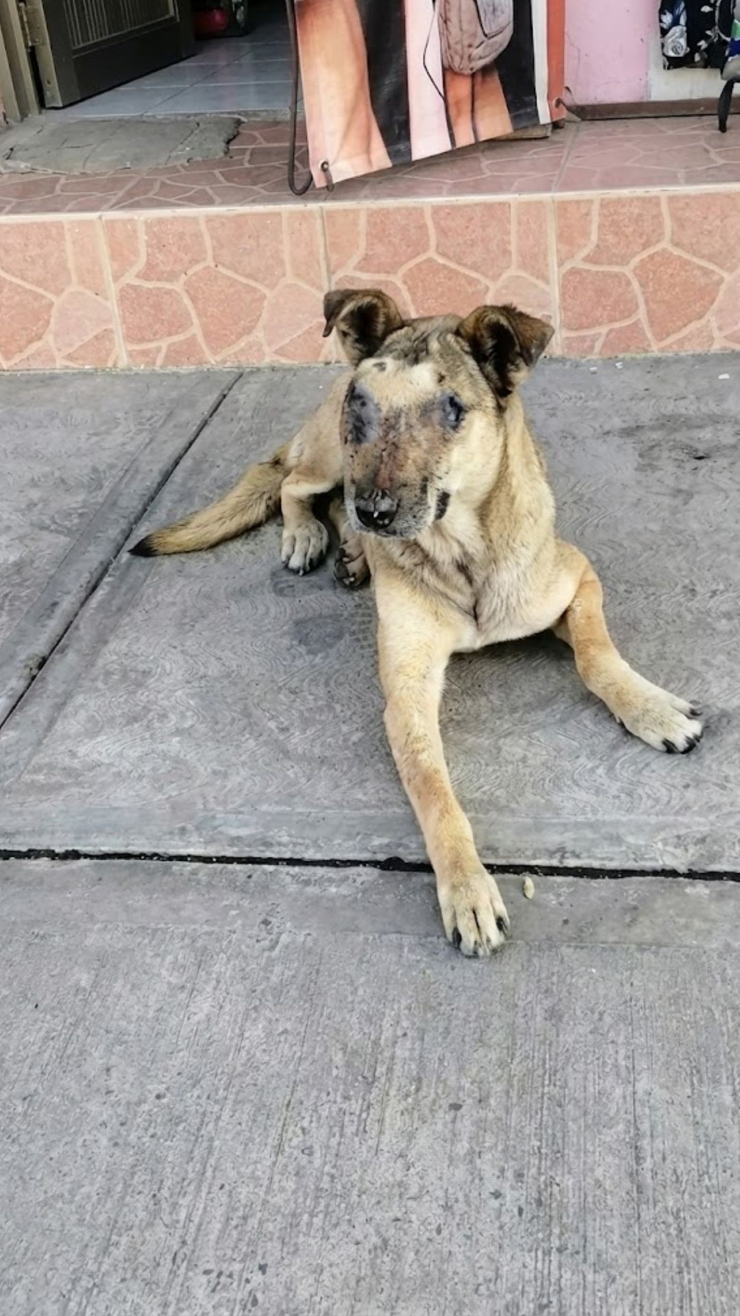 Rescue of Jaqui: Abandoned Dog Overcomes Severe Illness and Finds Love