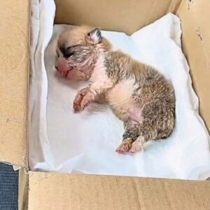 Rescue of Tiny Fubao Reveals the Power of Compassionate Care