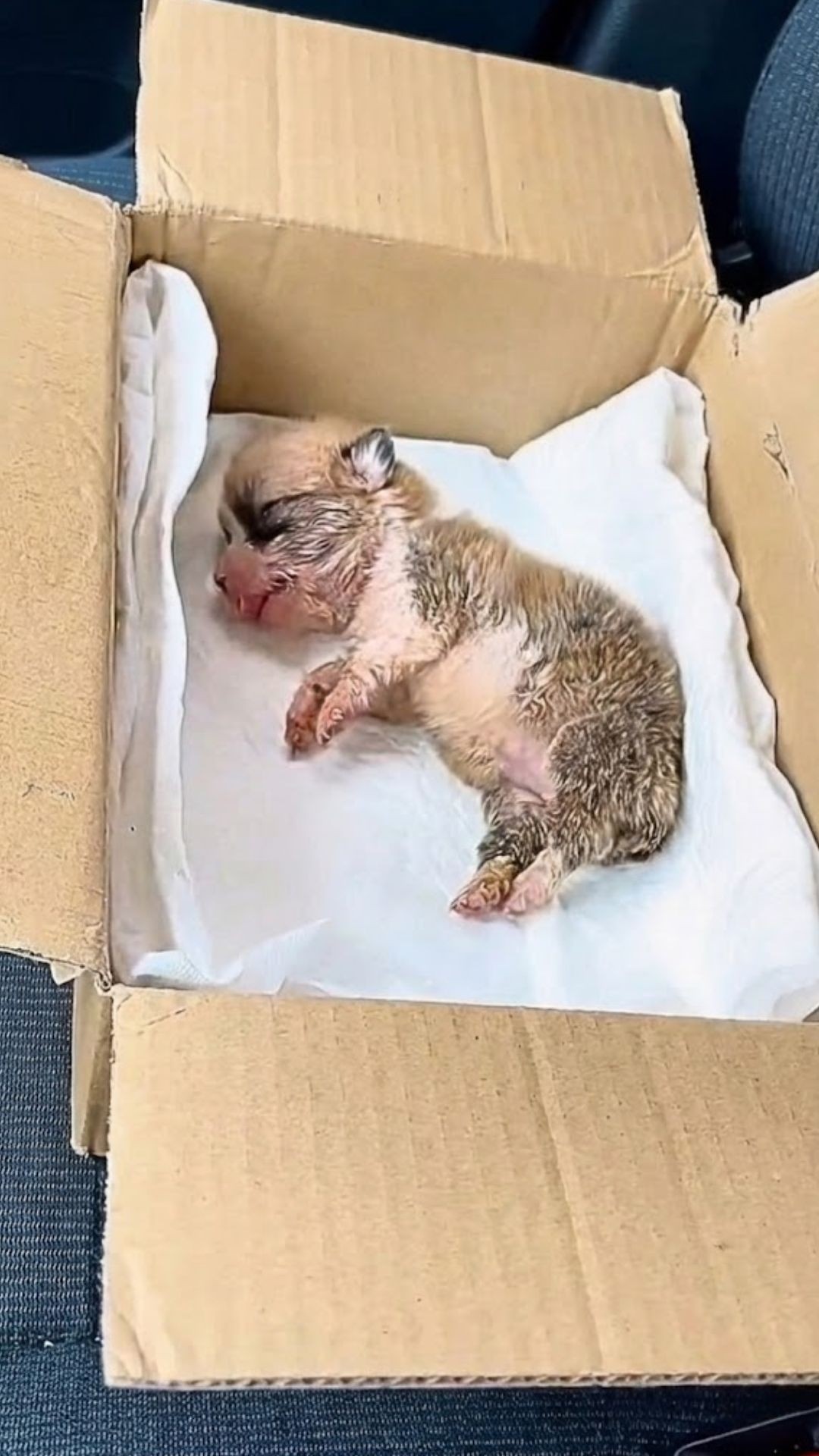 Rescue of Tiny Fubao Reveals the Power of Compassionate Care