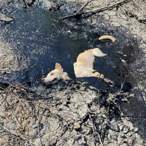 Rescue Operation Saves Mali the Dog from a Toxic Asphalt Trap