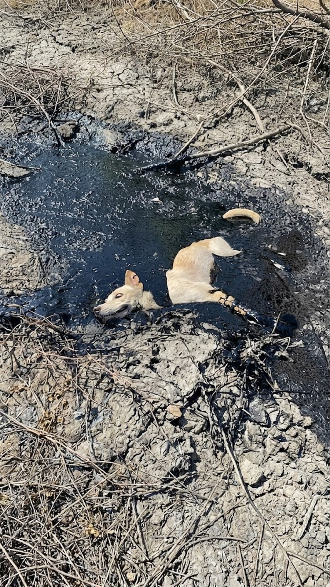 Rescue Operation Saves Mali the Dog from a Toxic Asphalt Trap