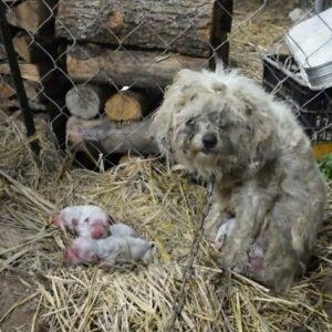 Abandoned Puppies Thrive as Their Mother Embraces New Family