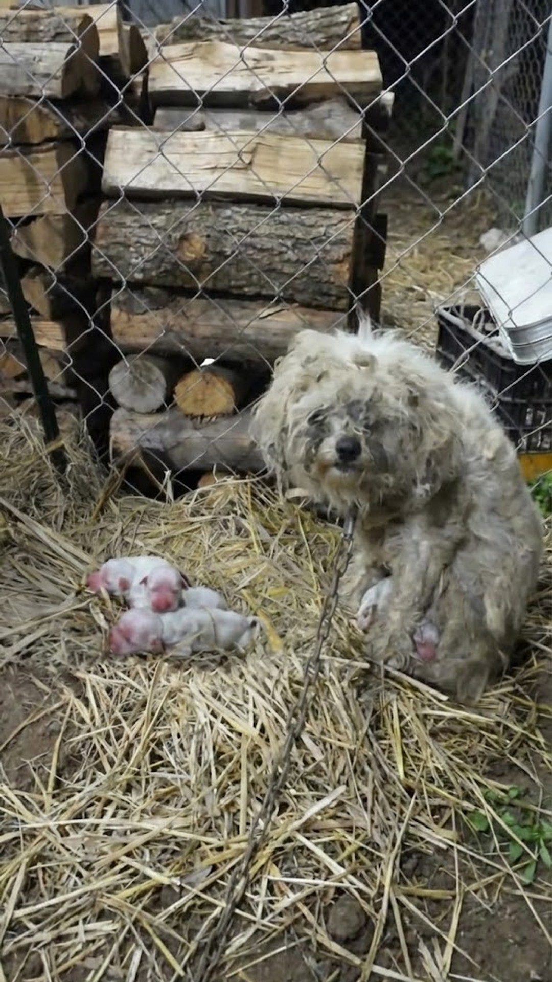 Abandoned Puppies Thrive as Their Mother Embraces New Family