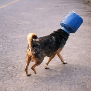 From Plastic Prison to Freedom: A Stray Dog's Miraculous Rescue