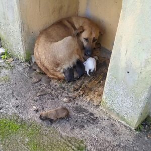 Stray Dog Gives Birth on Icy Streets and Finds Safety