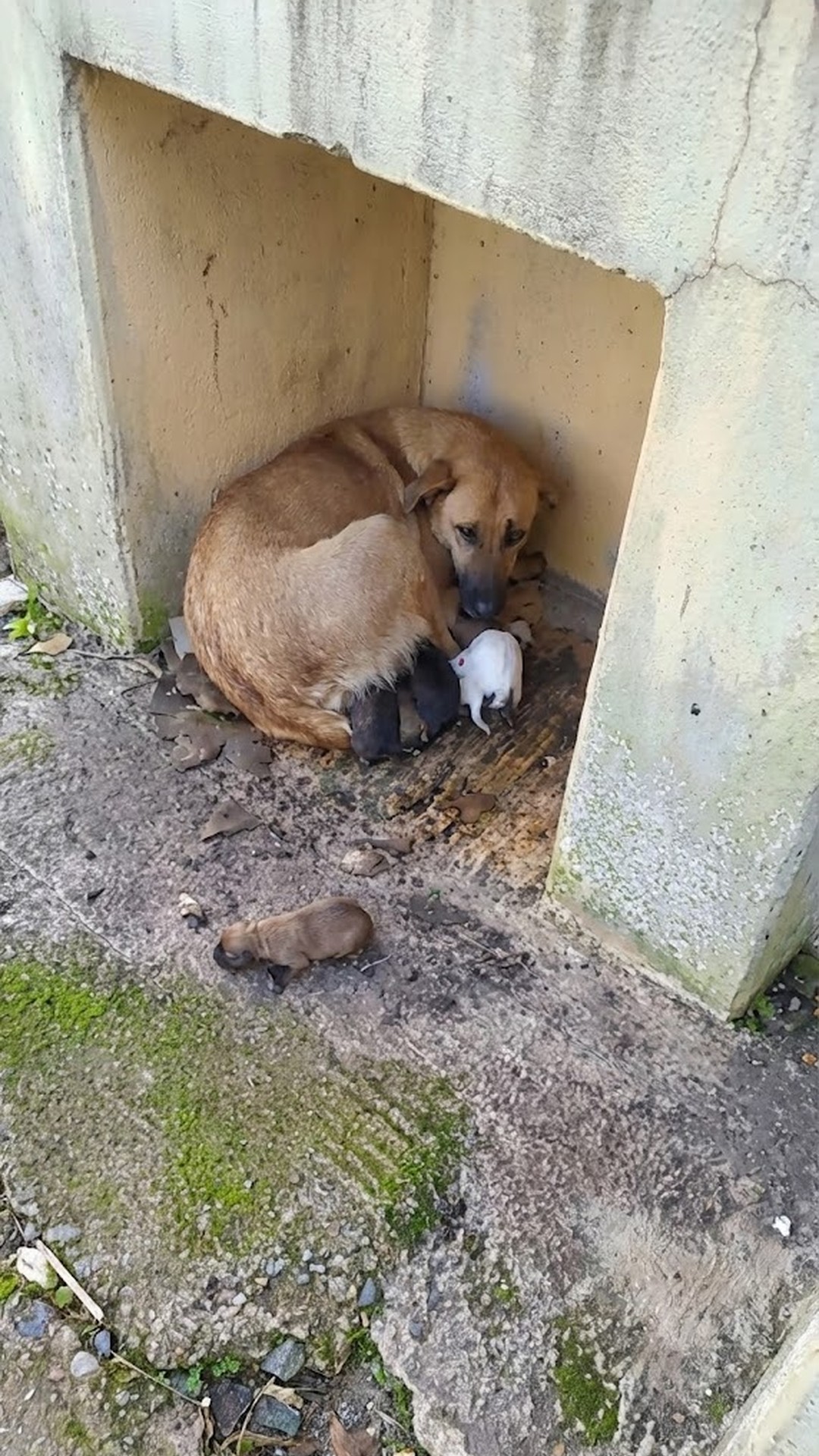 Stray Dog Gives Birth on Icy Streets and Finds Safety