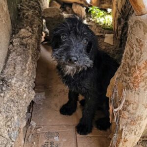 From Chained Isolation to Confident Freedom: Max's Journey