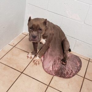 Magnolia Goes from Burdened by Growth to a Playful Spirit in a Loving Home