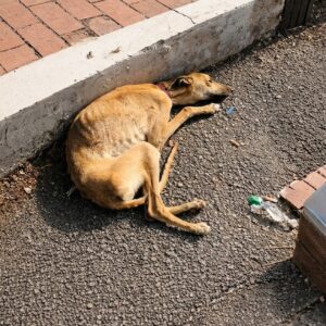 Rescue of Fook: A Stray Dog's Journey from Abandonment to Healing