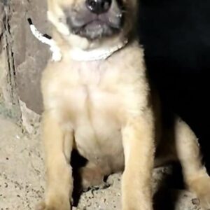 Rescuers Find Puppy Trapped in a Dark Basement After Months of Silence