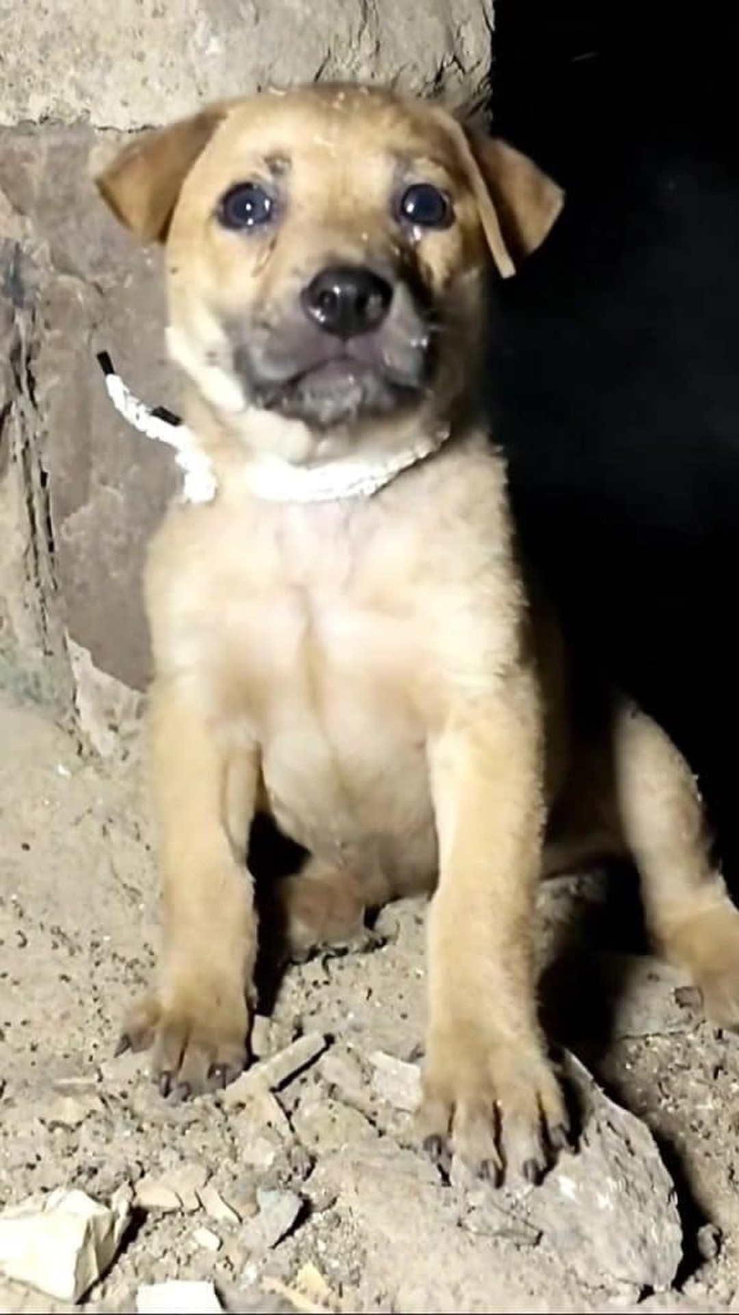 Rescuers Find Puppy Trapped in a Dark Basement After Months of Silence