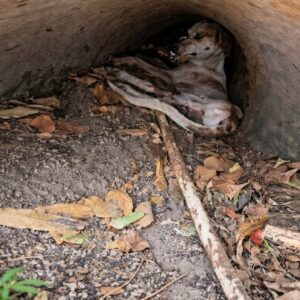 Stray Dog Polito Found in San Martín Overcomes Fear and Illness