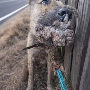 Rescuers Discover Nossa, a Stray Dog Burdened by Painful Growths