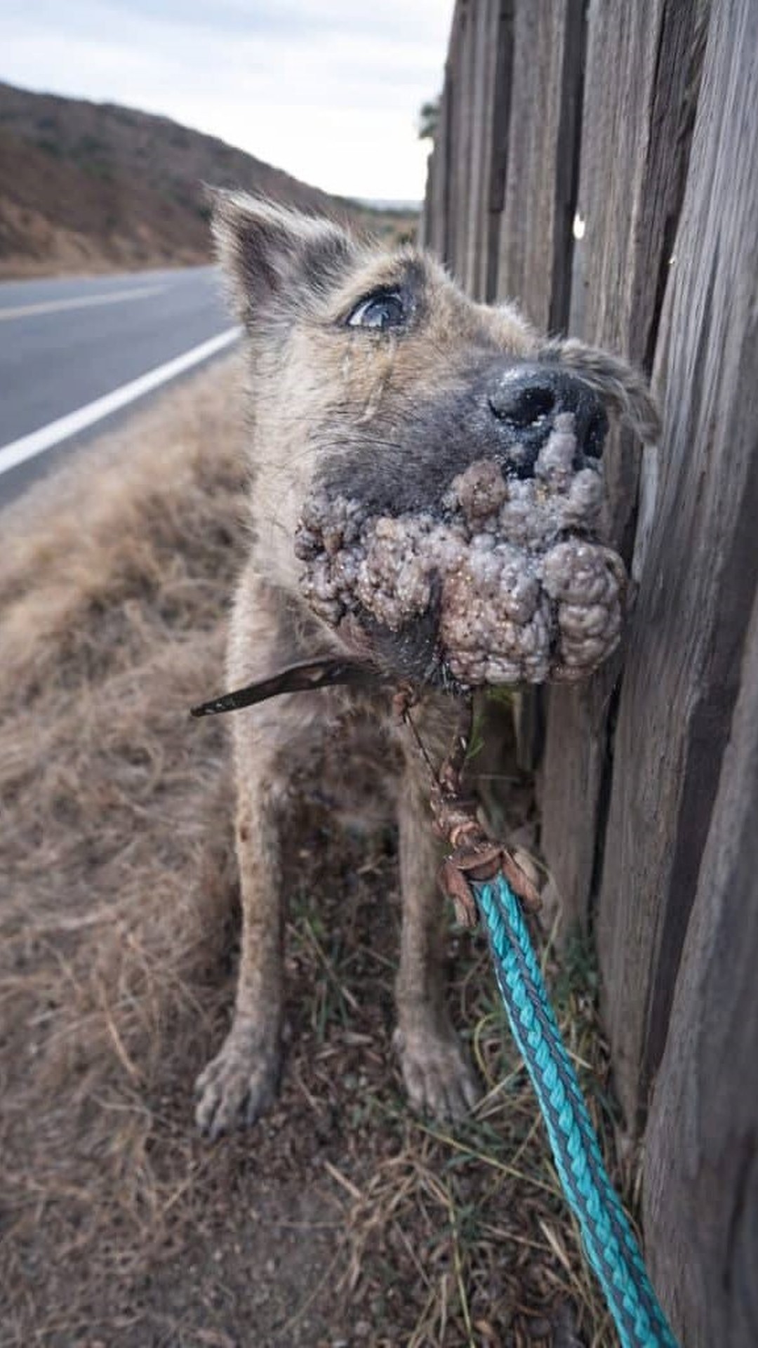Rescuers Discover Nossa, a Stray Dog Burdened by Painful Growths