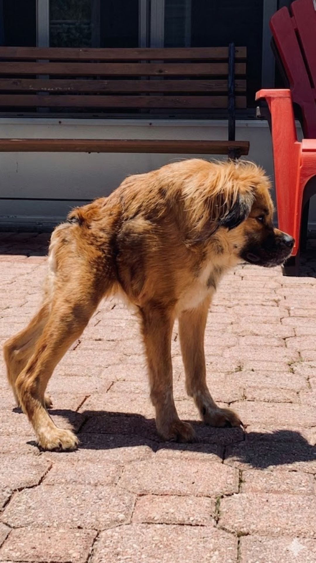Tilly the Puppy’s Unique Habits Capture Hearts and Defy Expectations