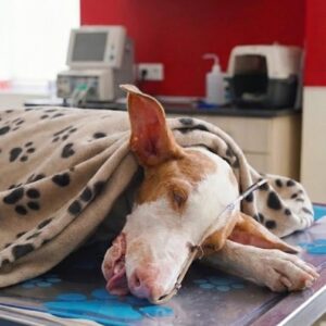 Winston's Transformative Journey from Euthanasia to Freedom