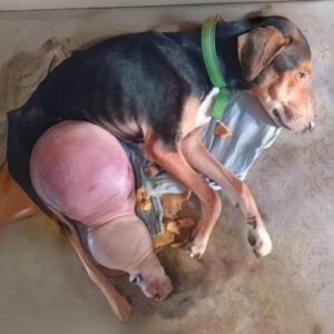 Duke Takes His First Steps Toward Recovery After Surgery