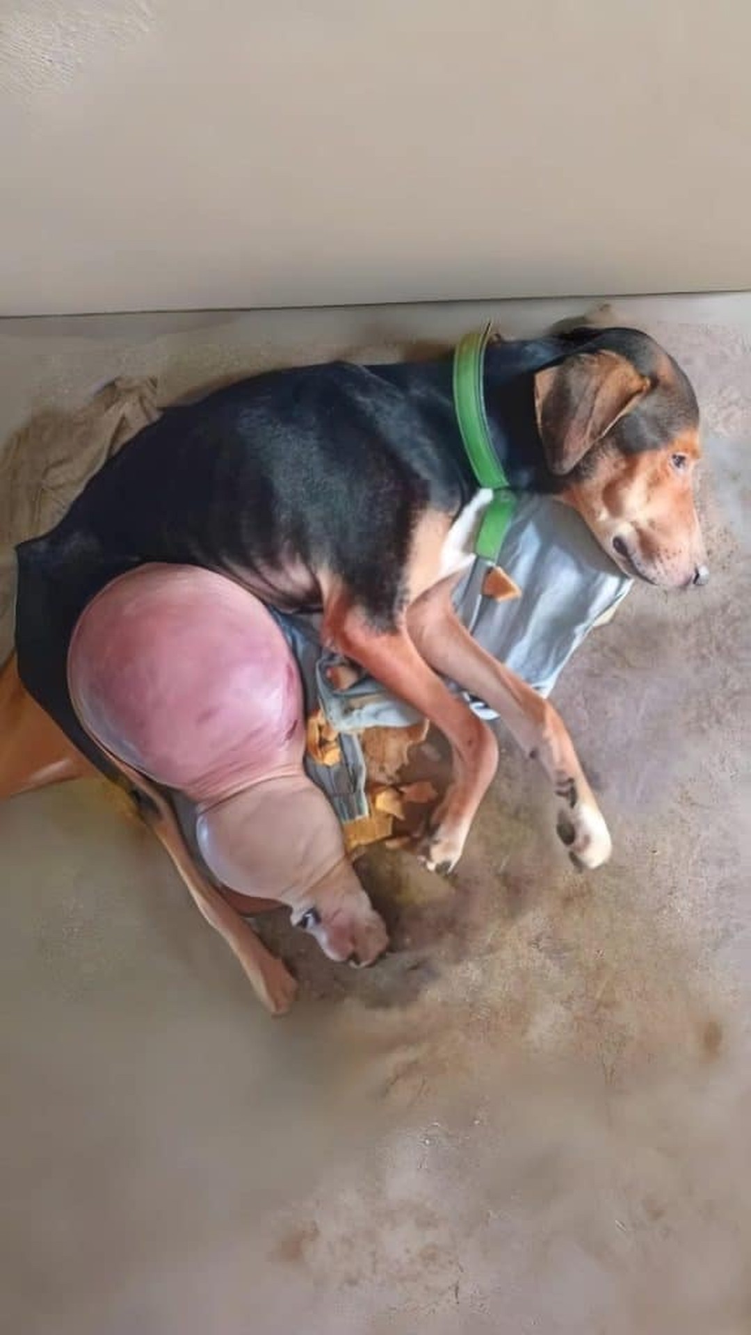 Duke Takes His First Steps Toward Recovery After Surgery