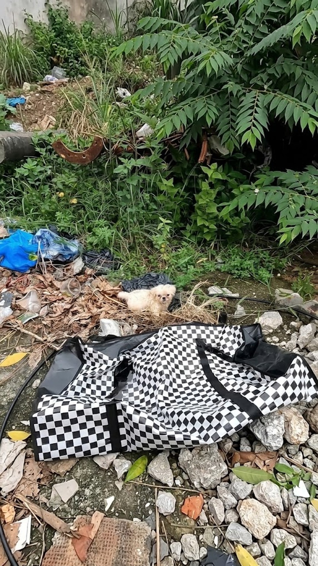 From Garbage to Comfort: A Puppy’s Transformation Over Days