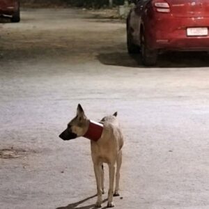 Stray Dog's Transformation from Desperate Struggle to Swift Freedom
