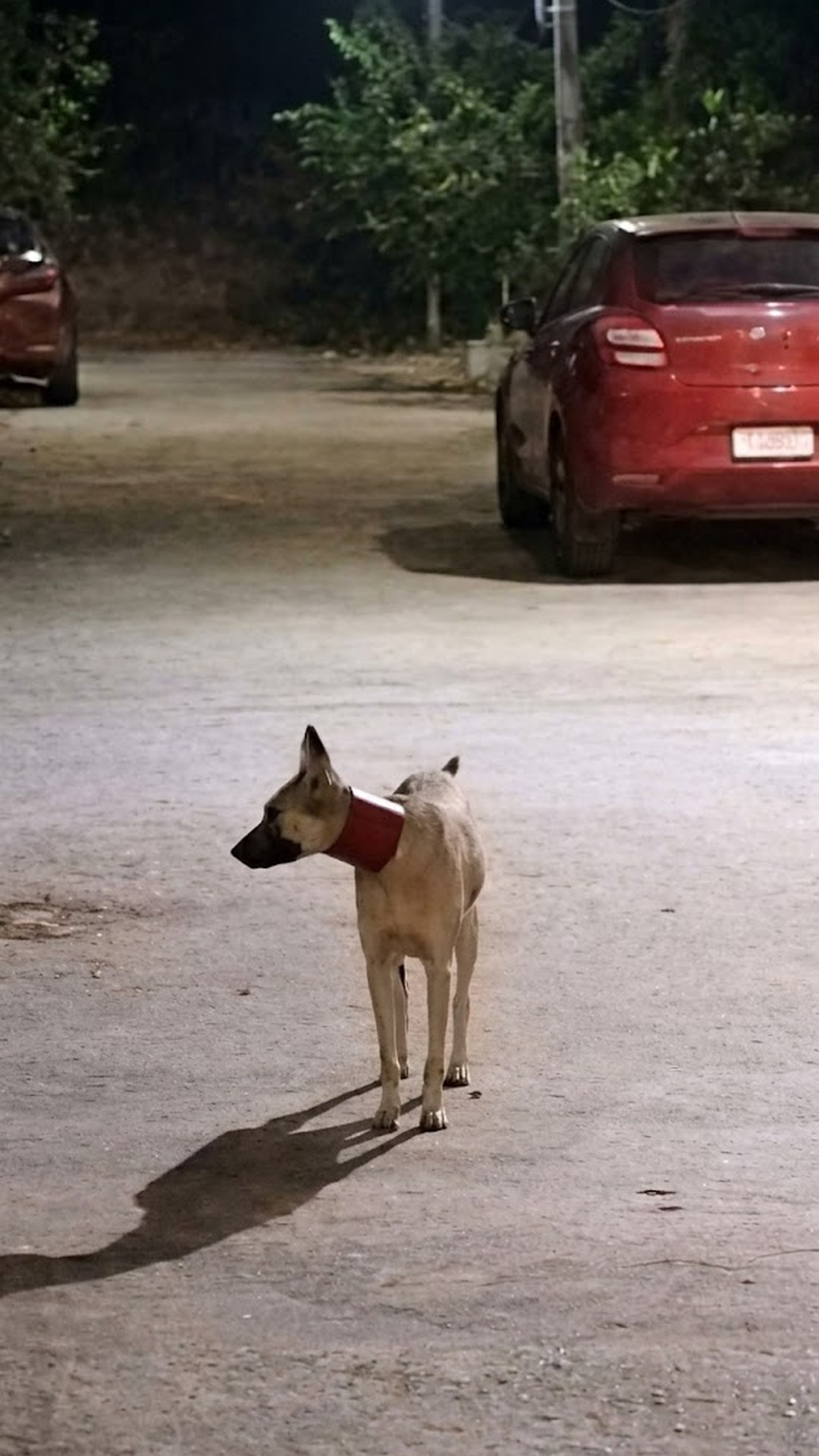 Stray Dog's Transformation from Desperate Struggle to Swift Freedom